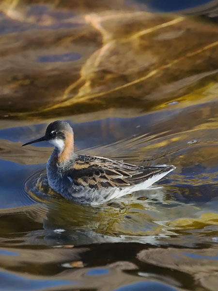 Vesipääsky, Red-necked Phalarope, Phalaropus lobatus